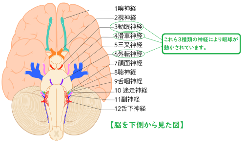 外眼筋支配.png