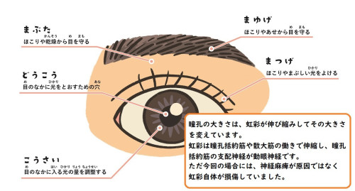 瞳孔と虹彩.jpg