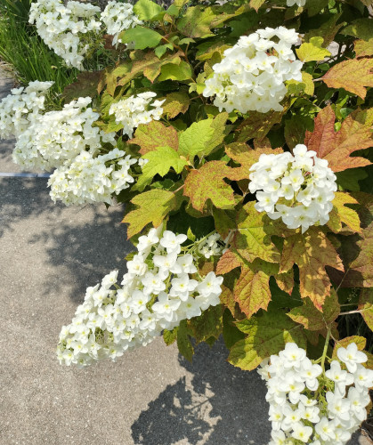 6月