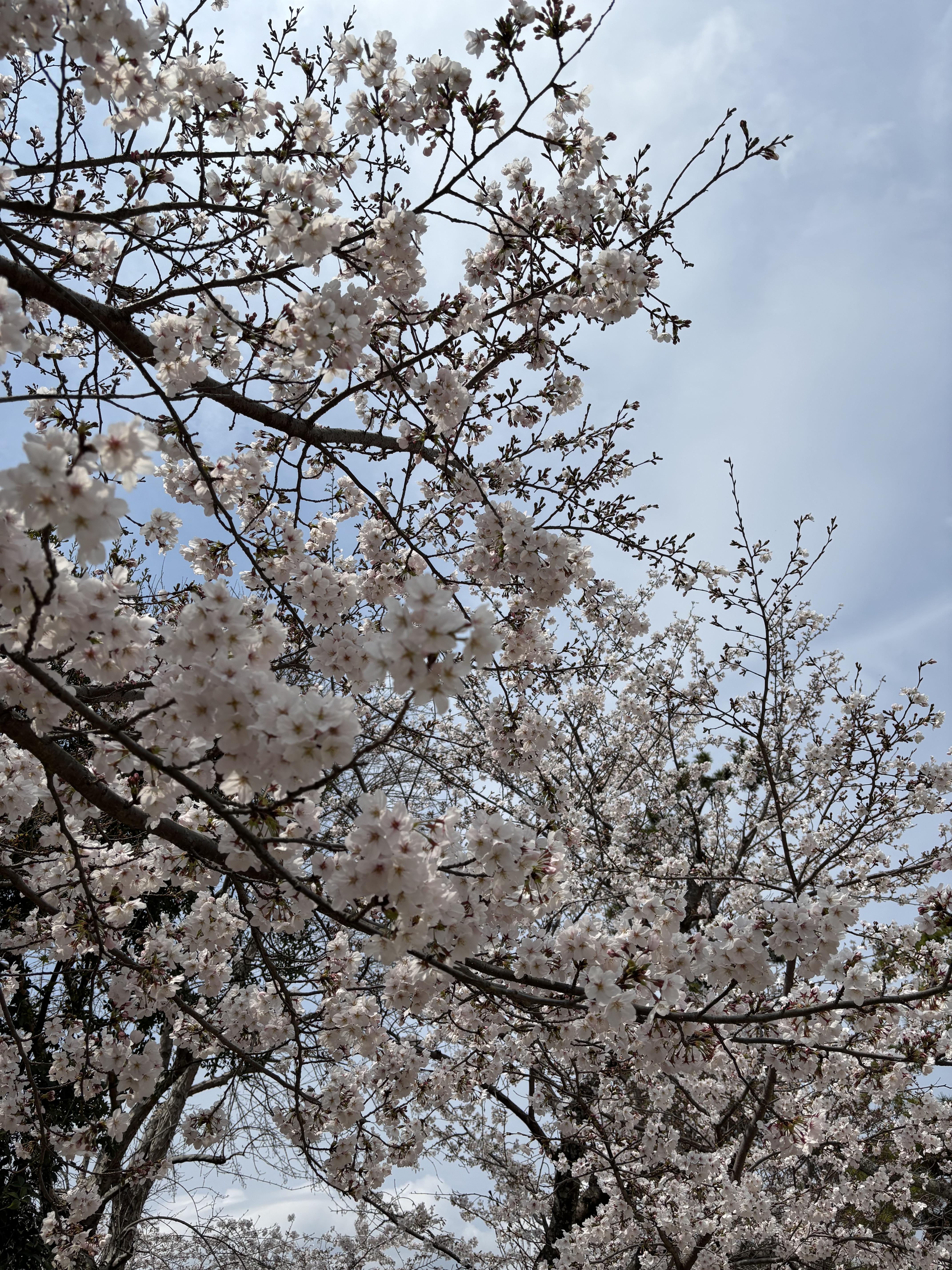 【〈アタッチマンスタジオ〉クラスから〈Rielat リエラ〉クラス日曜日への振替】