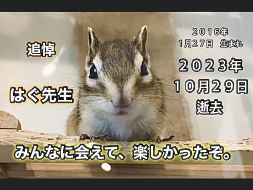 さよなら、はぐ先生。