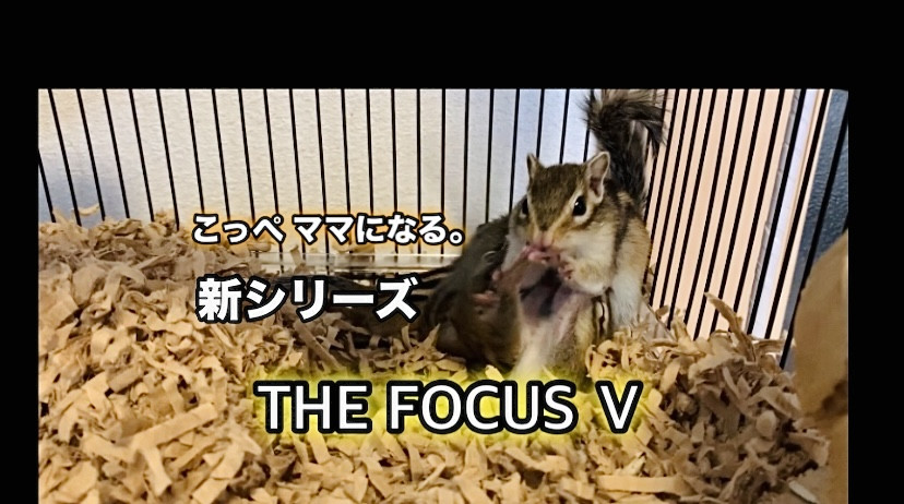 THE FOCUS 新シリーズ配信開始。ご視聴方法を追記しました。