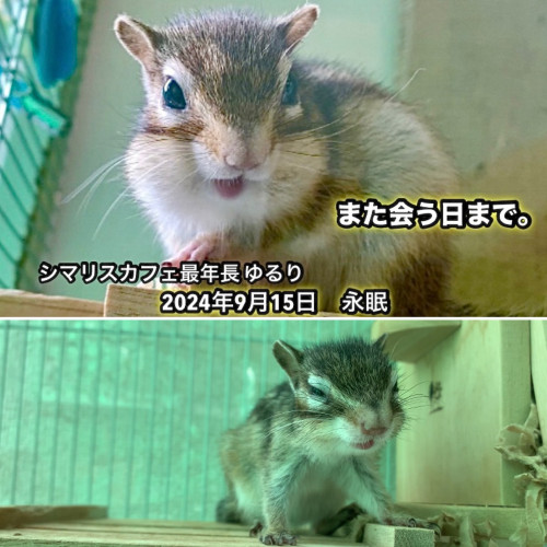 9月26日(木)は13:00から営業