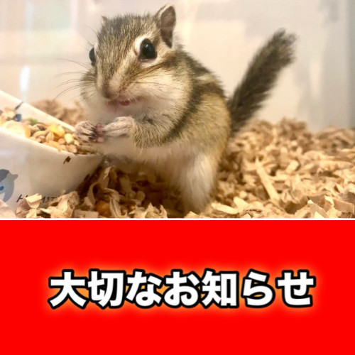 くるみちゃん療養中