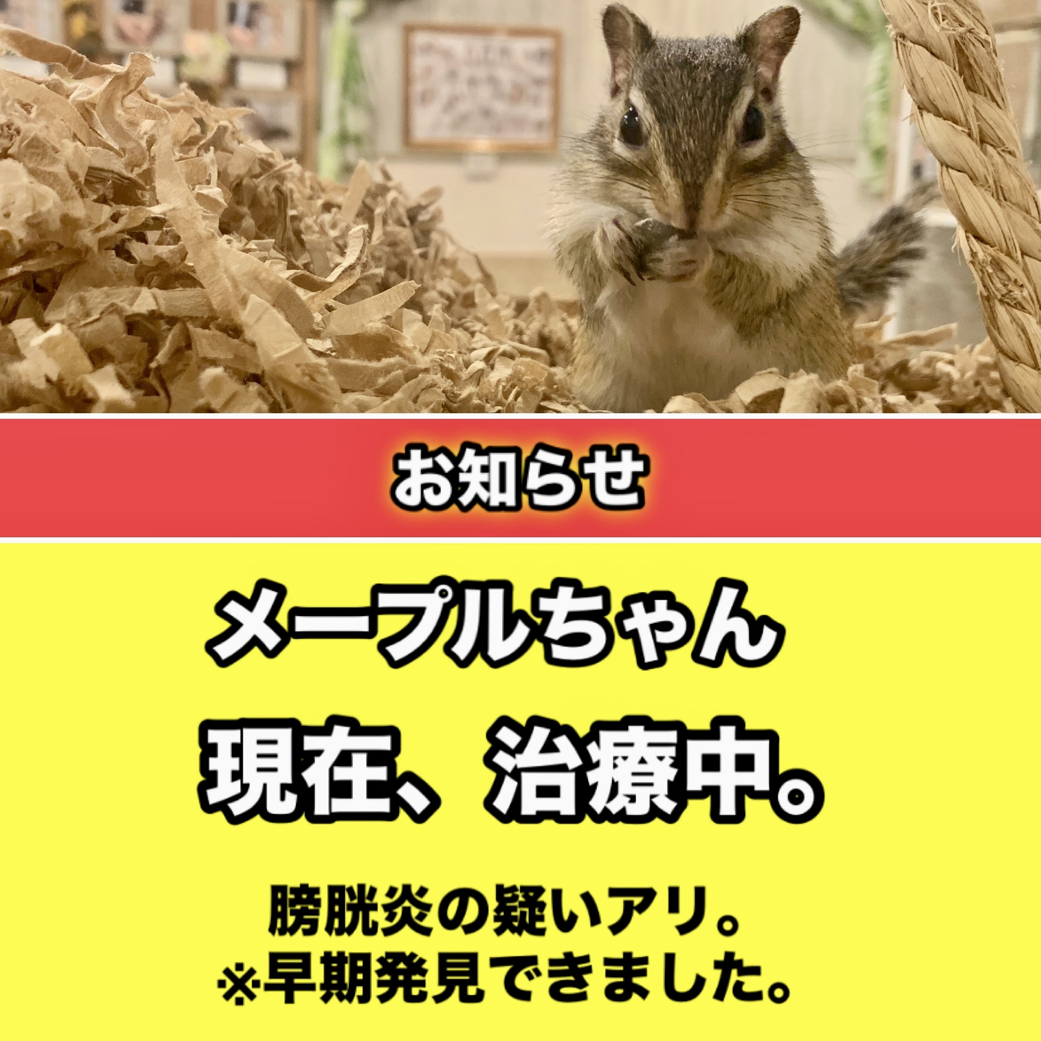 メープルちゃん膀胱炎の治療中。三代目アースは角膜潰瘍から回復。
