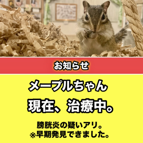 メープルちゃん膀胱炎の治療中。三代目アースの角膜潰瘍は寛解。