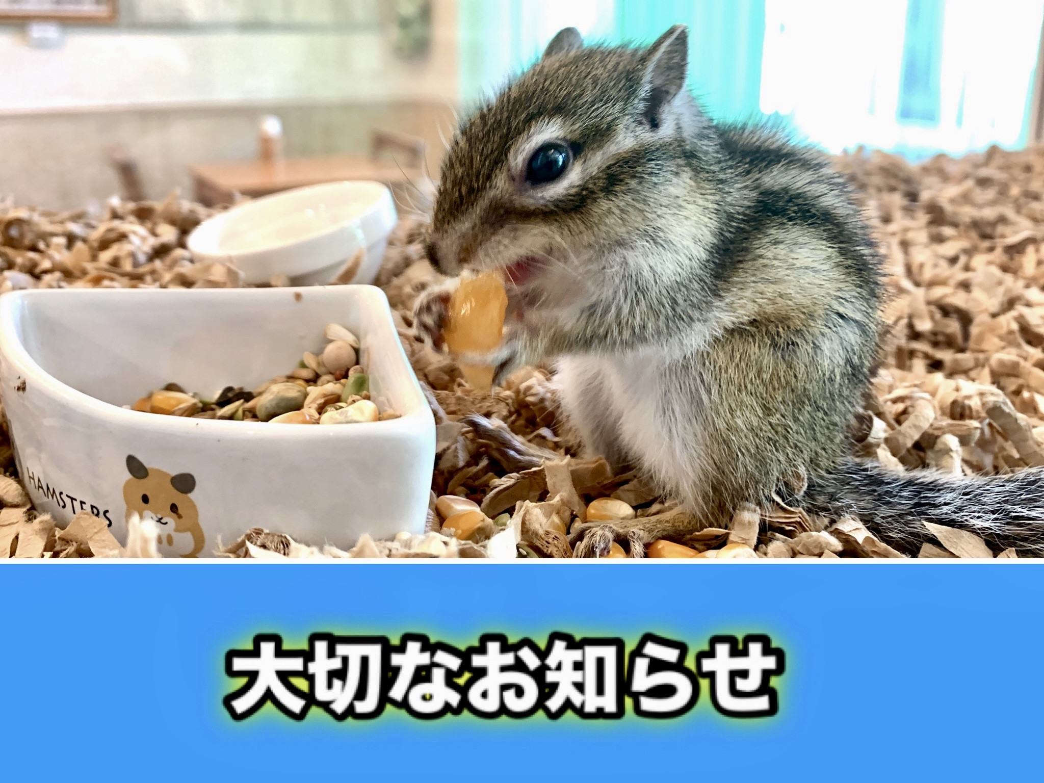サニーくん「おやつ・手のり体験」を引退します。