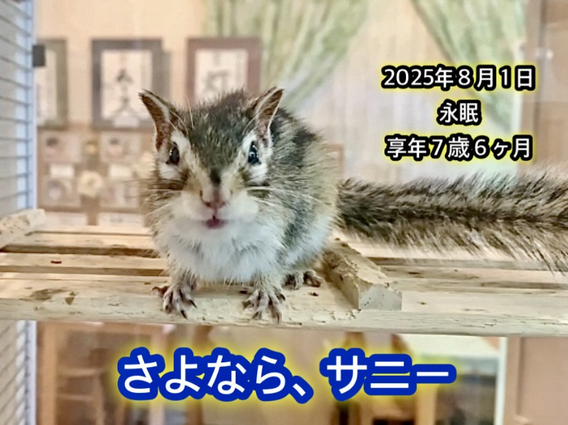 さよなら、サニー