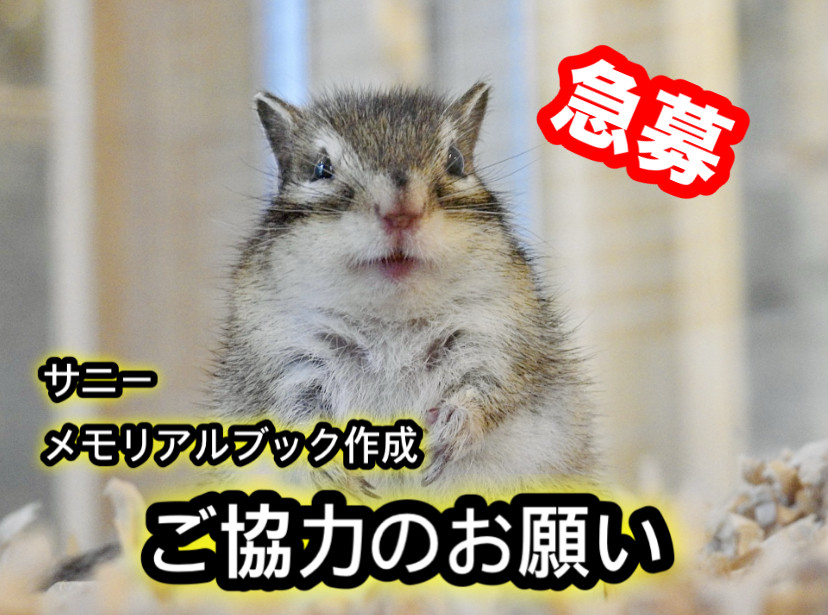 【急募】　サニー・メモリアルブック作成　ご協力のお願い。