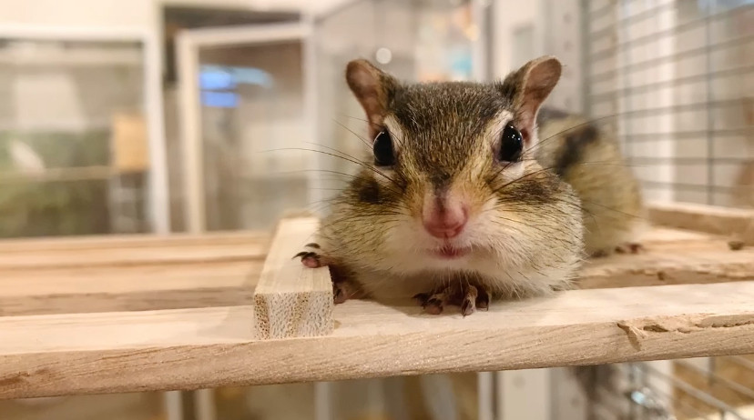 11月22日(土)11月23日(日)11月24日(月・祝)のご予約状況