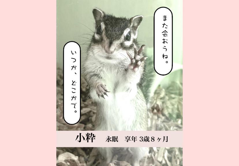 【ご報告】 小粋ちゃん　永眠