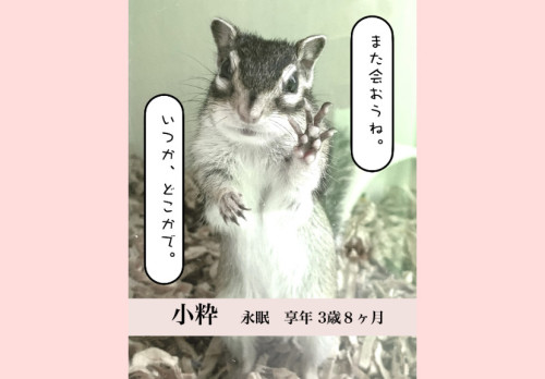 【ご報告】 小粋ちゃん　永眠