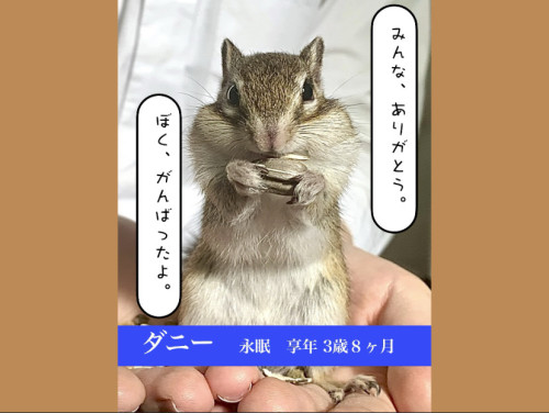 ダニーが旅立ちました。※12月26日(金)臨時休業します