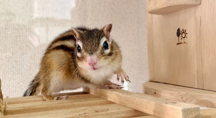 1月10日(土)　1月11日(日)　1月12日(月・祝)のご予約状況