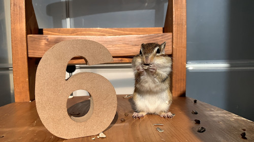 2月7日(土) 2月8日(日)のご予約状況