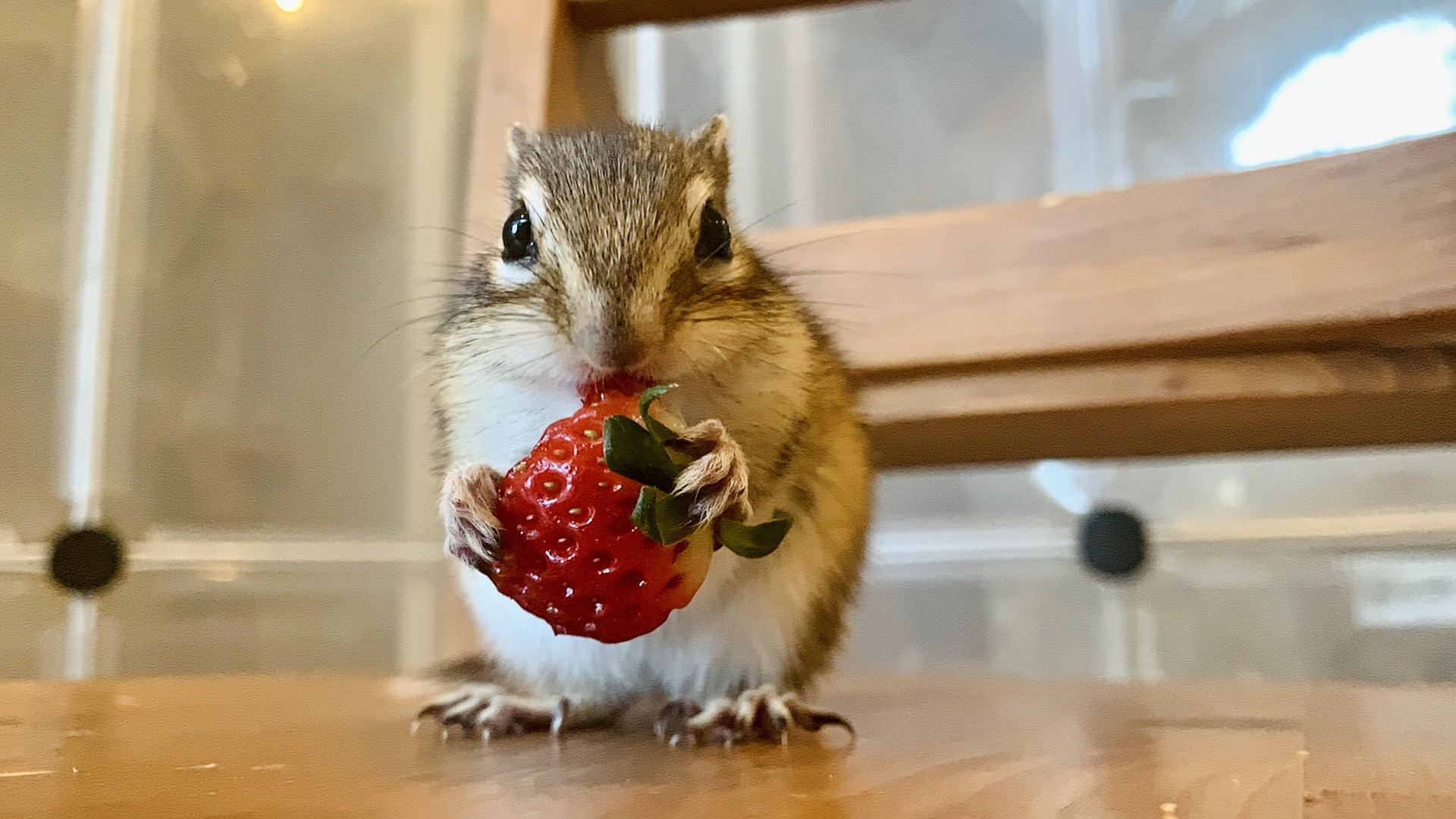 2月21日(土) 2月22日(日) 2月23日(月・祝)のご予約状況