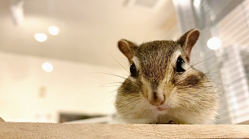 2月28日(土) 3月1日(日)のご予約状況