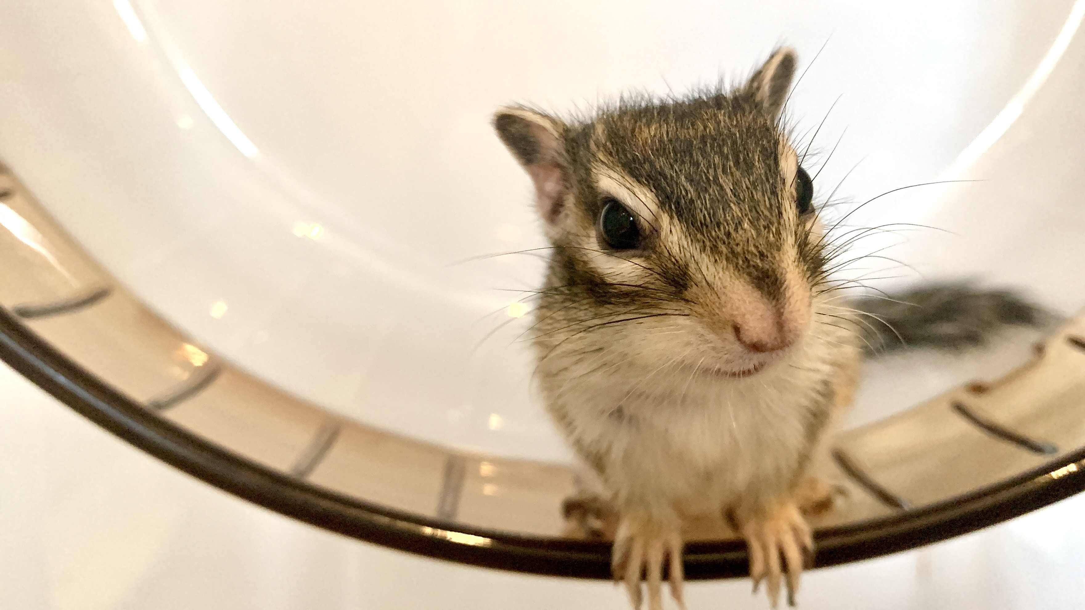 3月20日(金・祝) 3月21日(土) 3月22日(日)のご予約状況