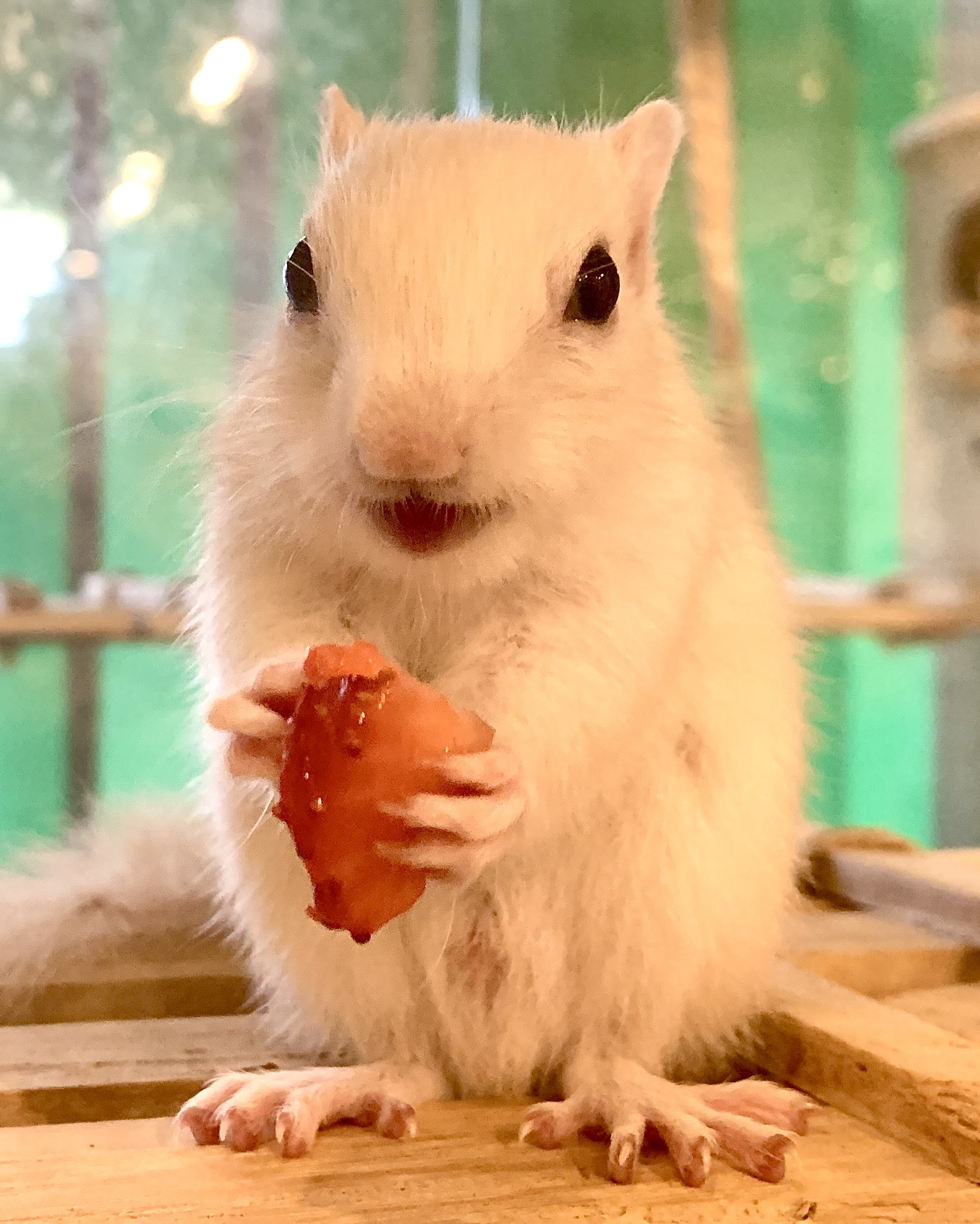 4月11日(土) 4月12日(日)のご予約状況