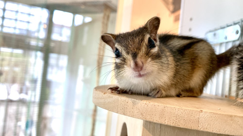 ５月７日（木）５月８日（金）　臨時休業