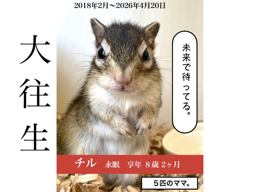 チルちゃん永眠（８歳２ヶ月）