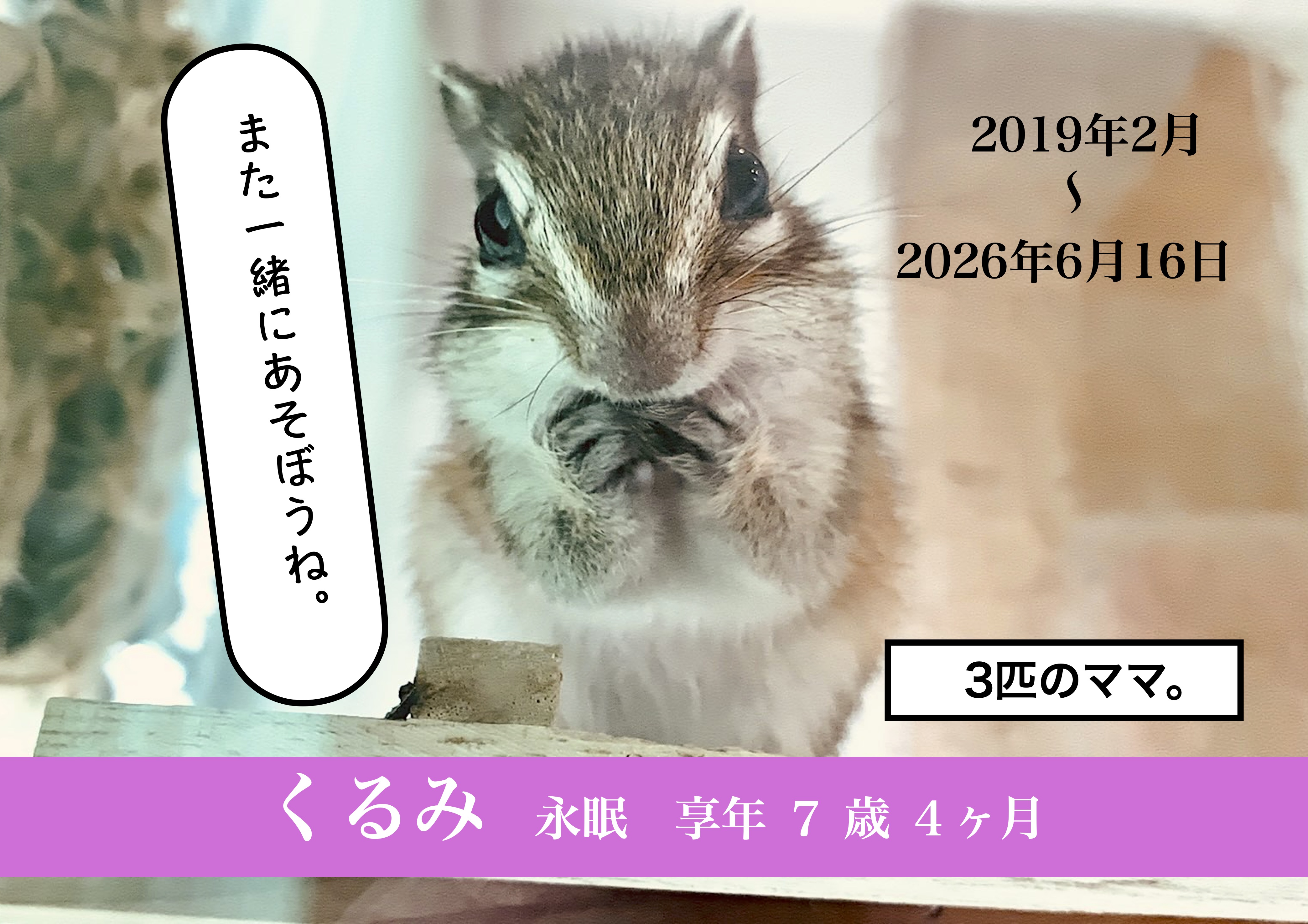 くるみちゃん永眠