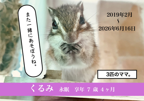 くるみちゃん永眠（７歳４ヶ月）