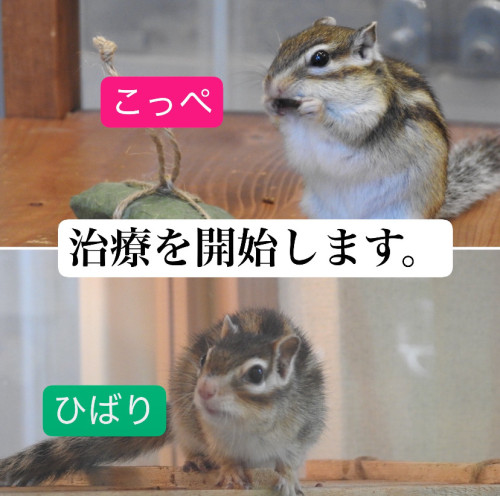 こっぺちゃん・ひばりくんに関する大切なお知らせ