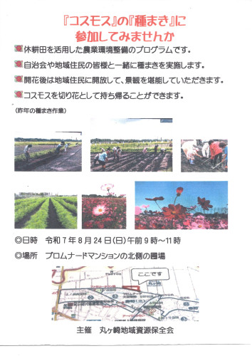 2025.8コスモス種まき.jpg