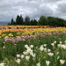 IMG_3308.jpeg