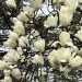 IMG_3986_Original.jpeg