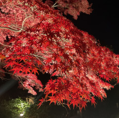 C612E99F-9518-4CF2-AA99-9EDA01CE6808.jpeg