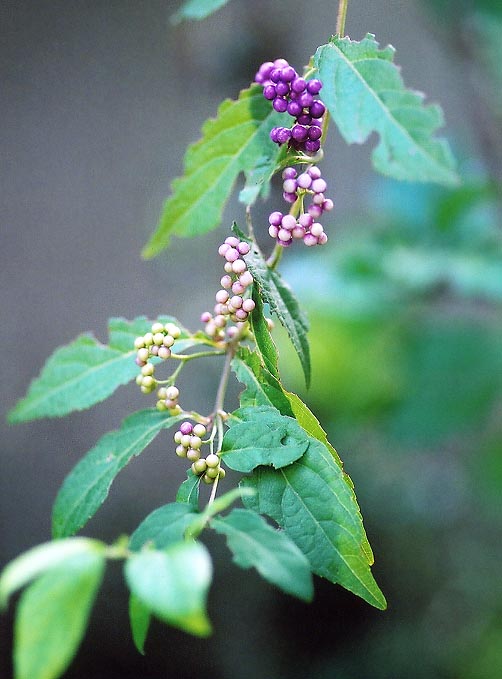 色がそろうとき、組織は息をする