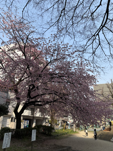 新年度始まります