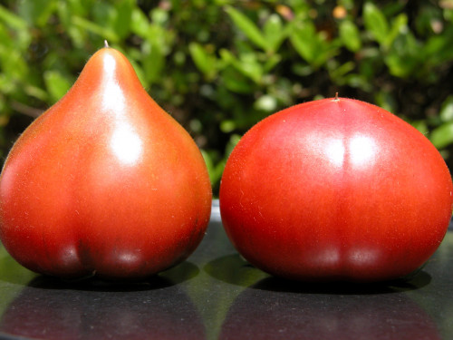 季節によって、トマトの形が違います。