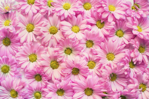 pink-daisies-2121591_1920.jpg