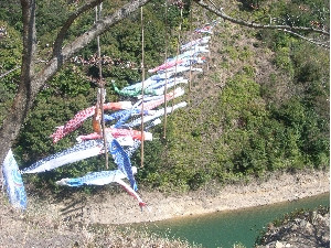 鯉が爽快に泳いでいたので思わず撮影しました。 広川ダム周辺　2009.3.30撮影