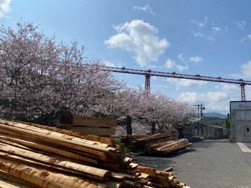 桜