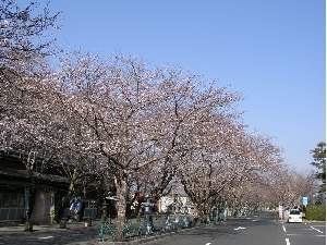 平和公園の桜（3月31日現在）