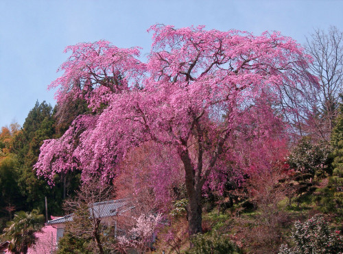 会津戊辰戦争の犠牲者を偲ぶ桜