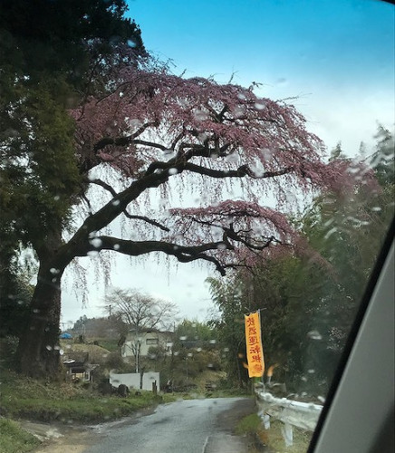 0401台の桜.png