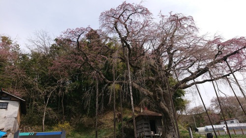 地蔵桜2.JPG