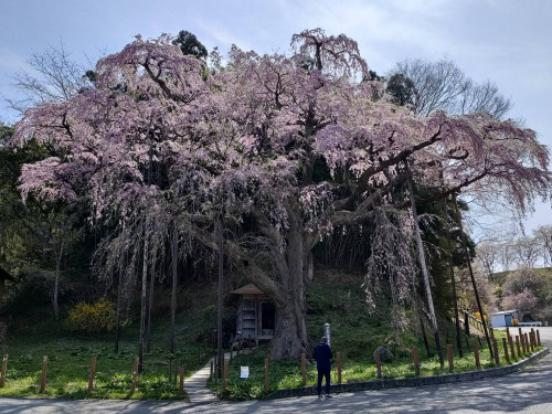地蔵桜.JPG