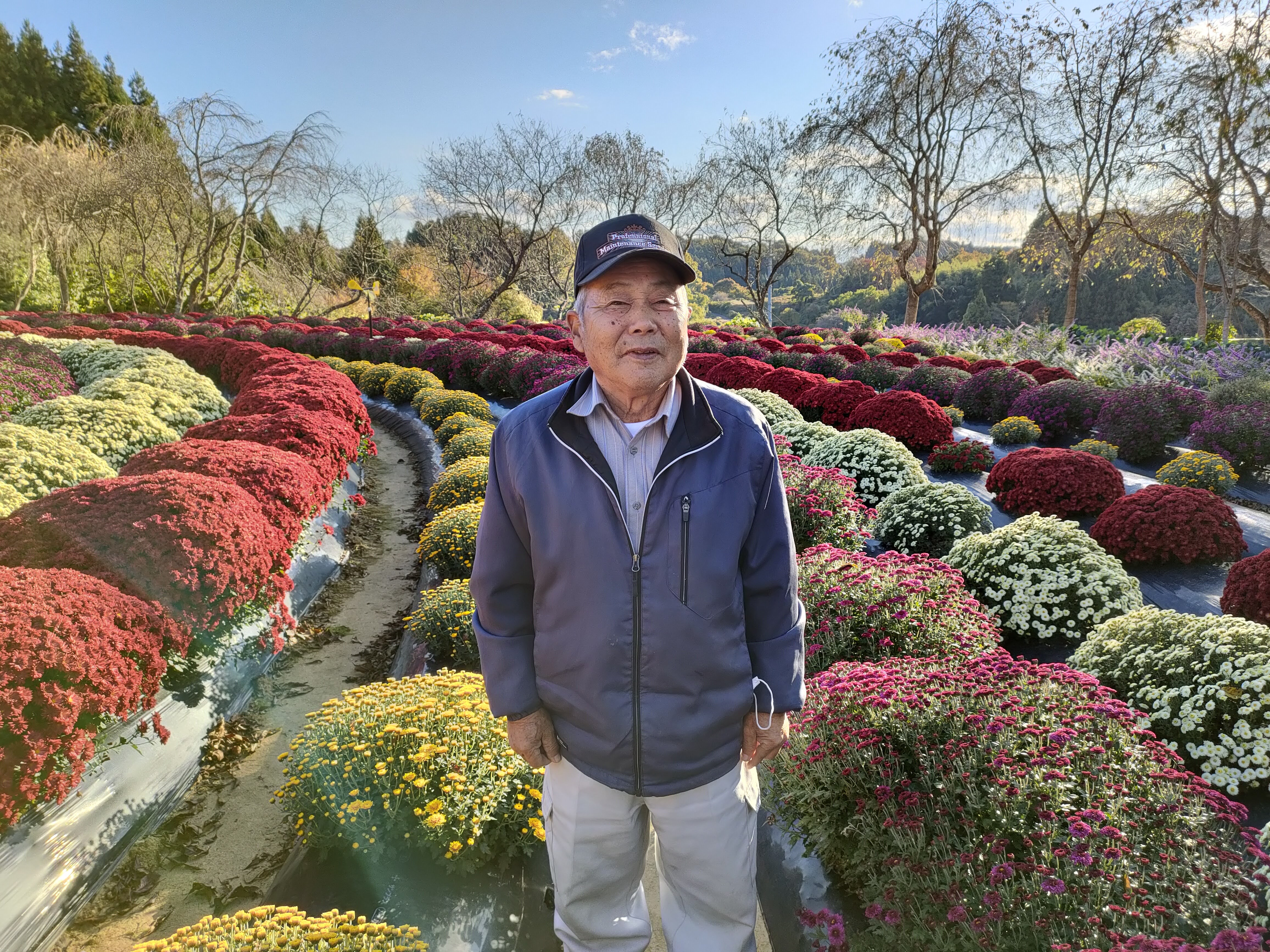 【ざる菊 ヤマヒサ農園「桜里の菊楽園」】ただいま満開です!！