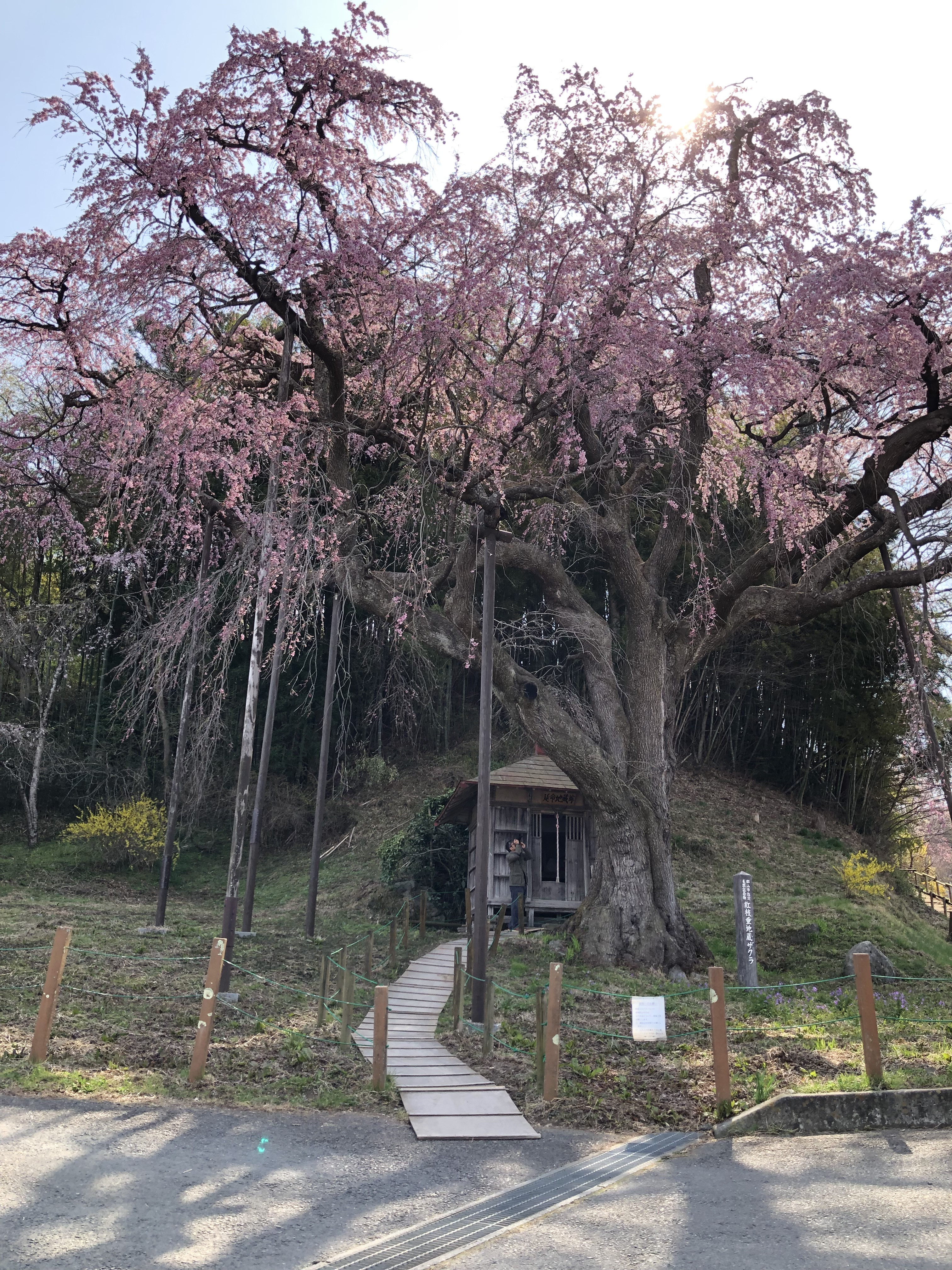 【紅枝垂地蔵桜の開花状況】