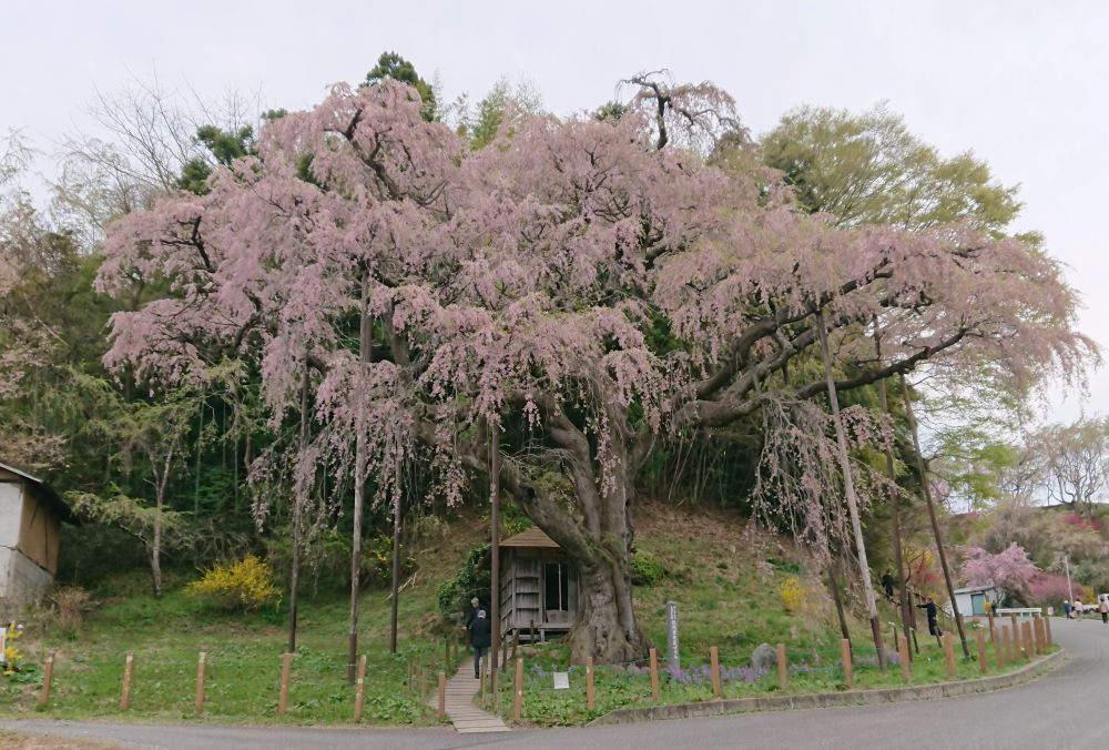 【紅枝垂地蔵桜の開花状況】
