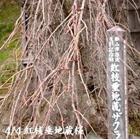 4月4日地蔵桜.jpg