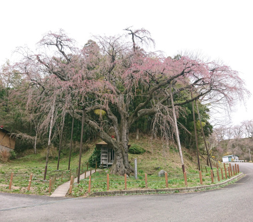 ⑤地蔵桜 全体.JPG