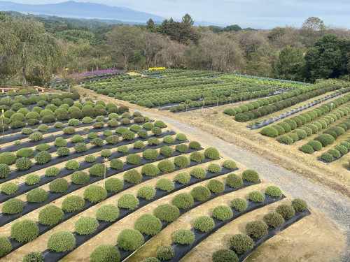 桜里の菊楽園　ざる菊生育中