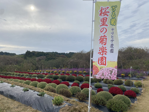 全体　のぼり旗有.JPG